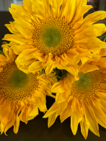 Sunflowers_Vertical